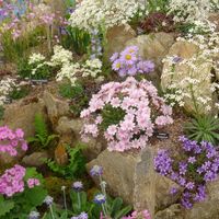 Alpine collection 